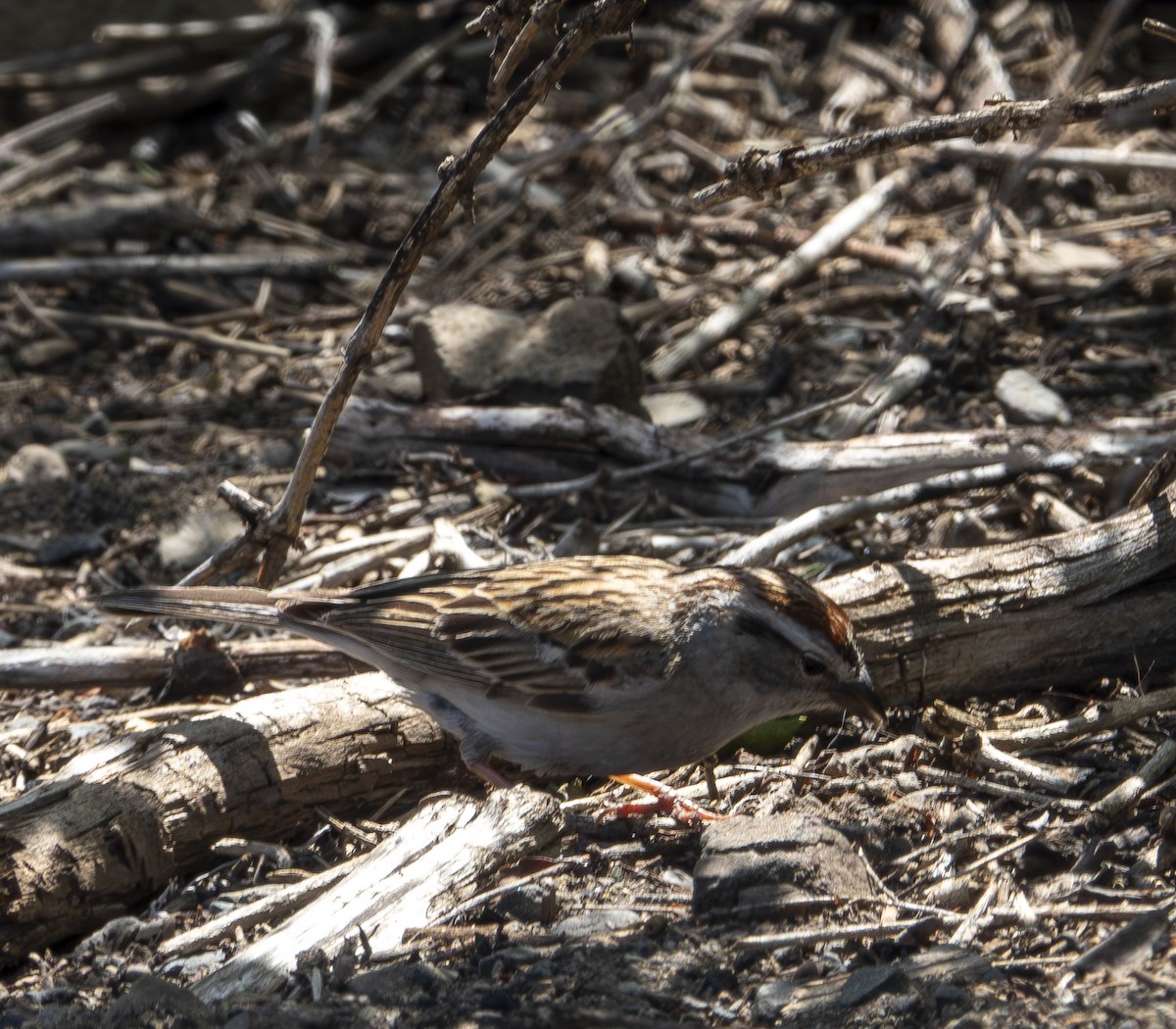 Chipping Sparrow - ML619721463