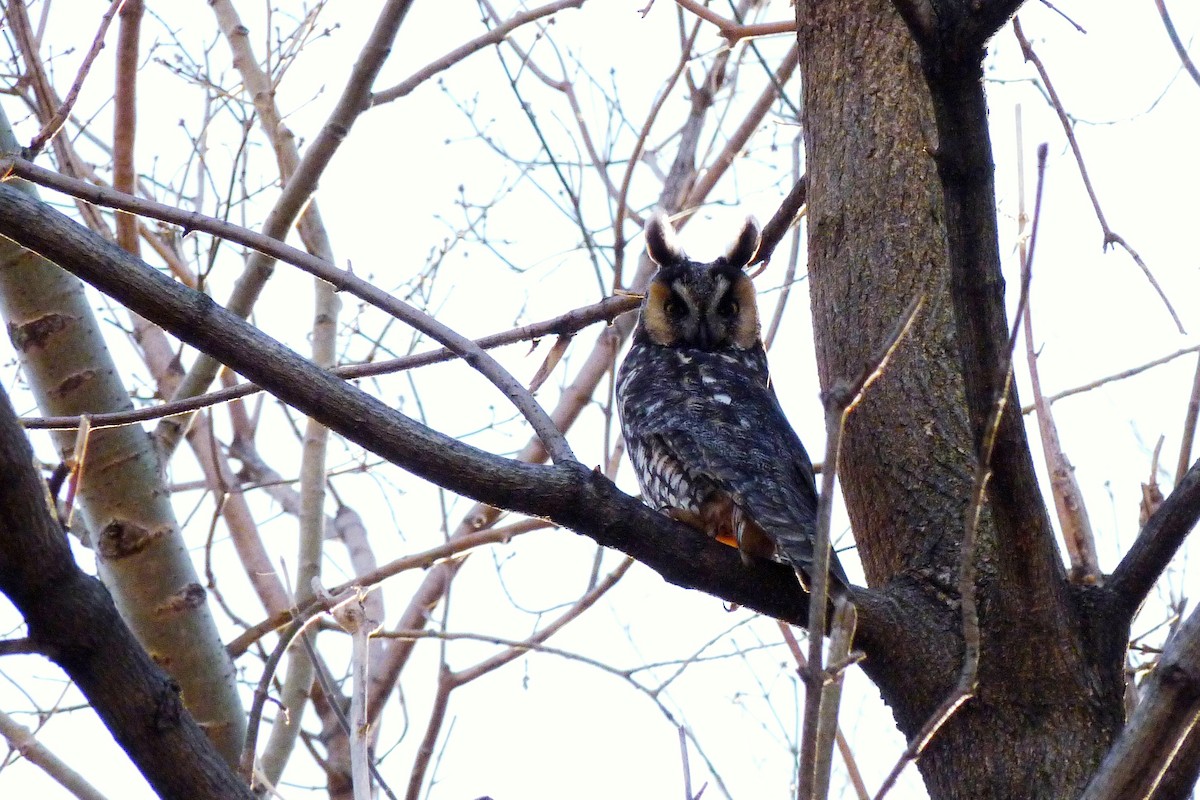 Long-eared Owl - ML619721464