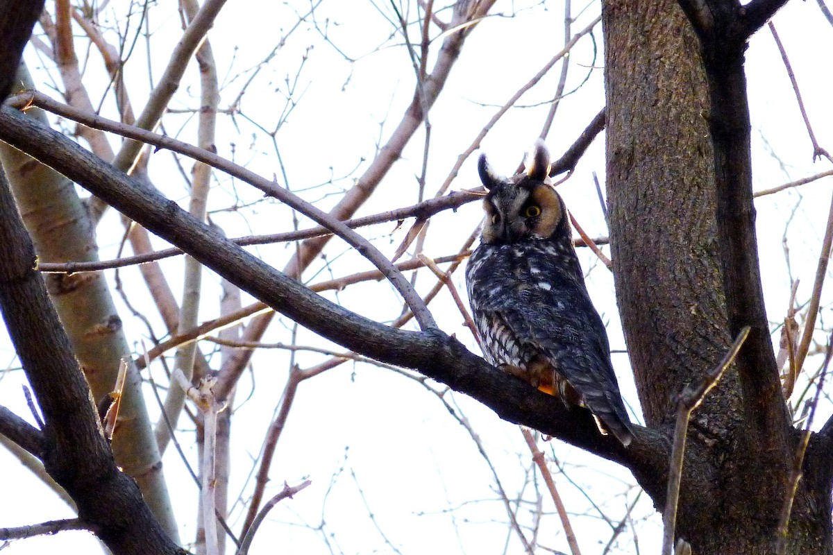 Long-eared Owl - ML619721465