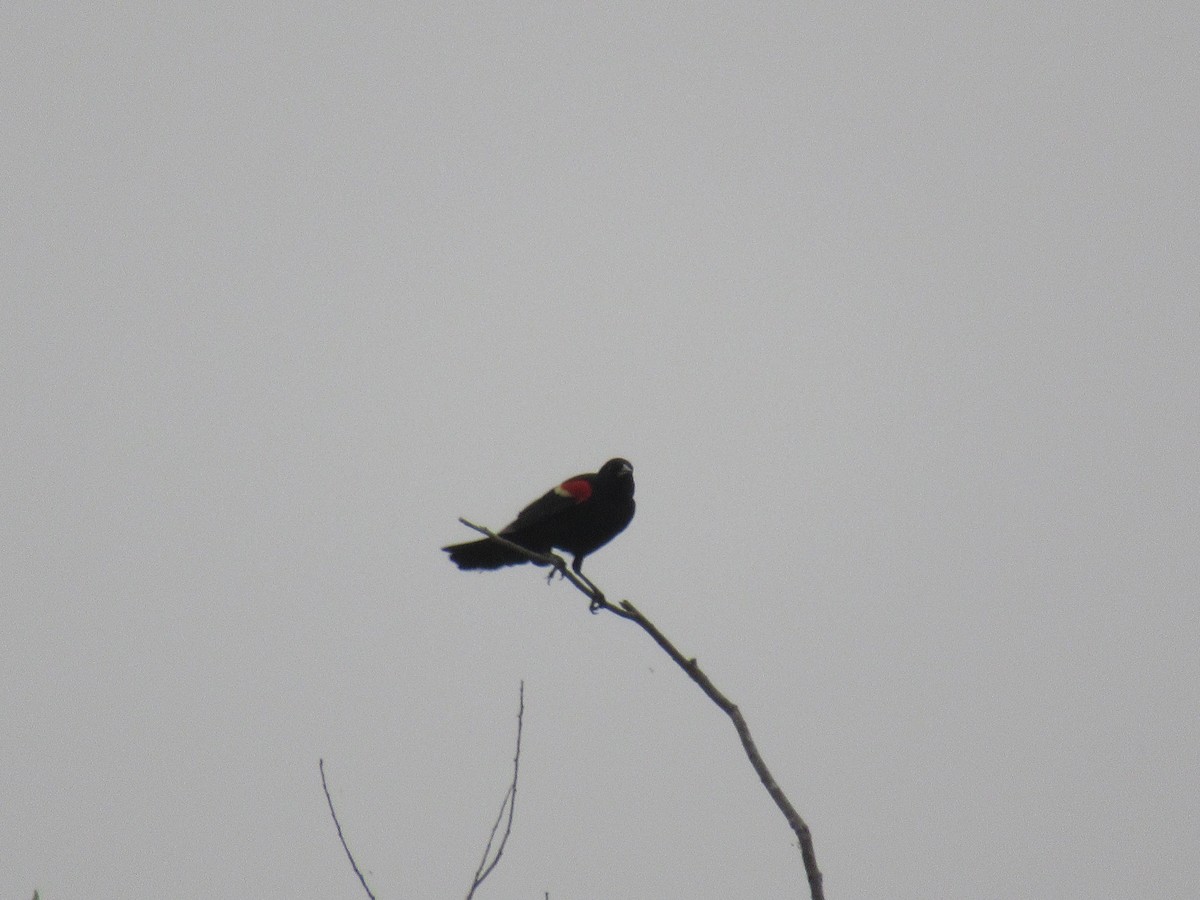 Red-winged Blackbird - ML619721466