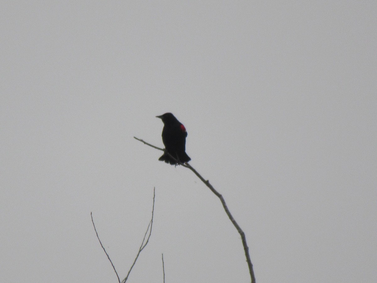 Red-winged Blackbird - ML619721467