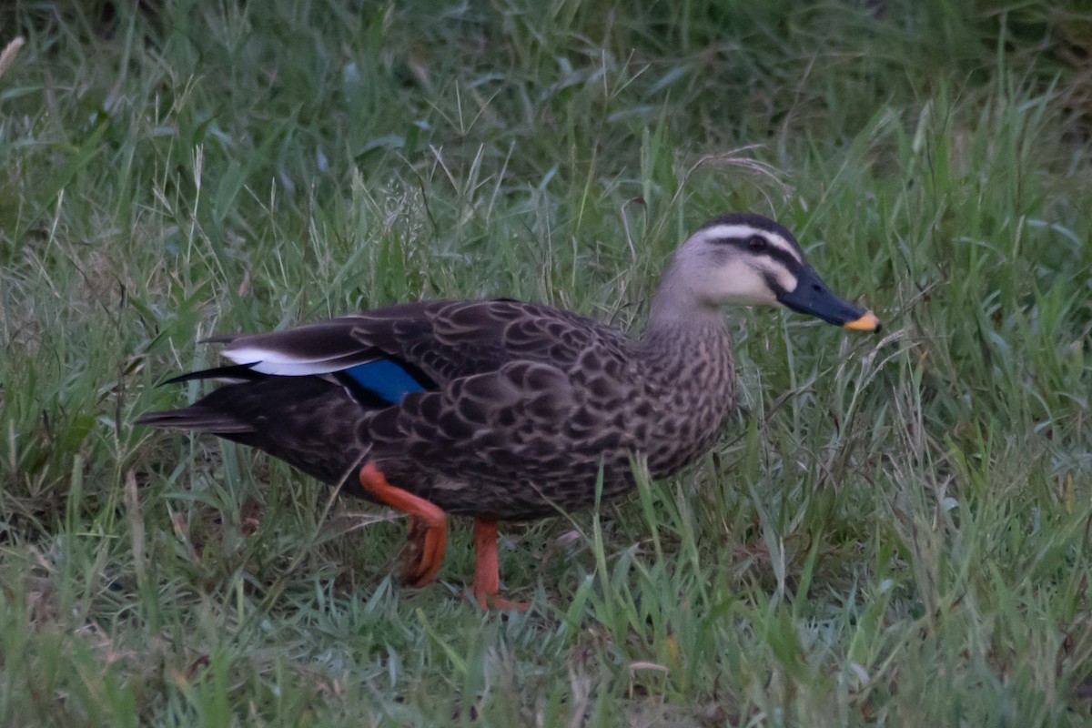 Eastern Spot-billed Duck - ML619721556