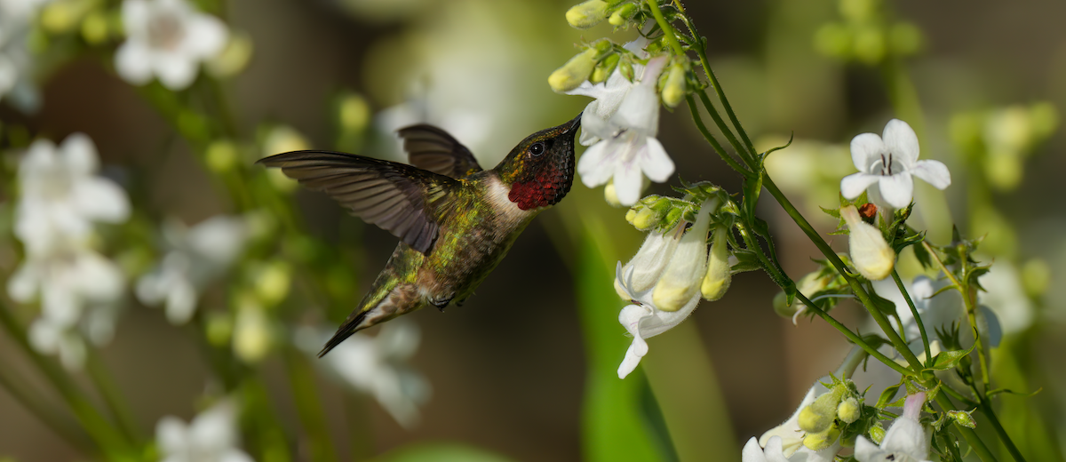 Ruby-throated Hummingbird - ML619721617