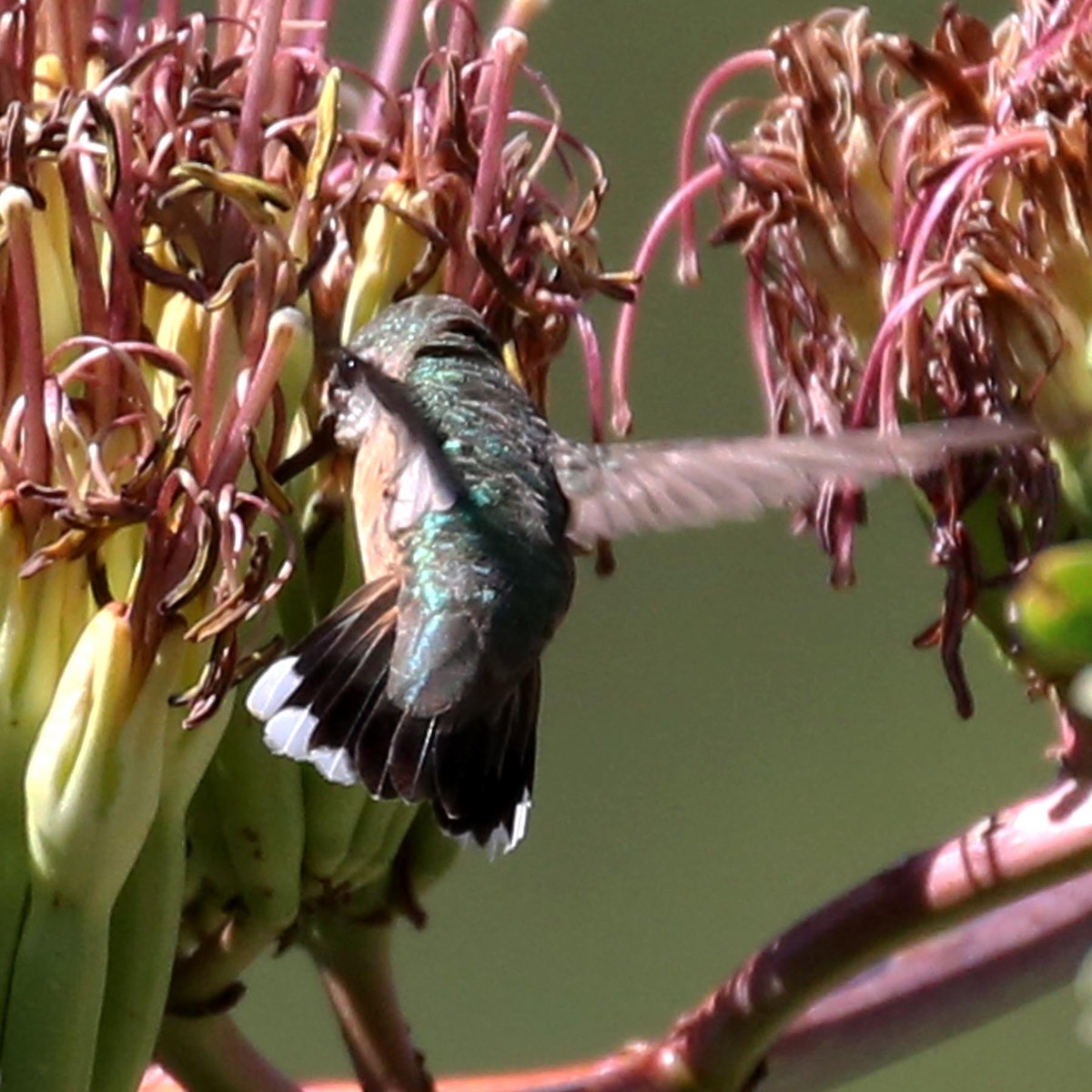 Calliope Hummingbird - ML619721694