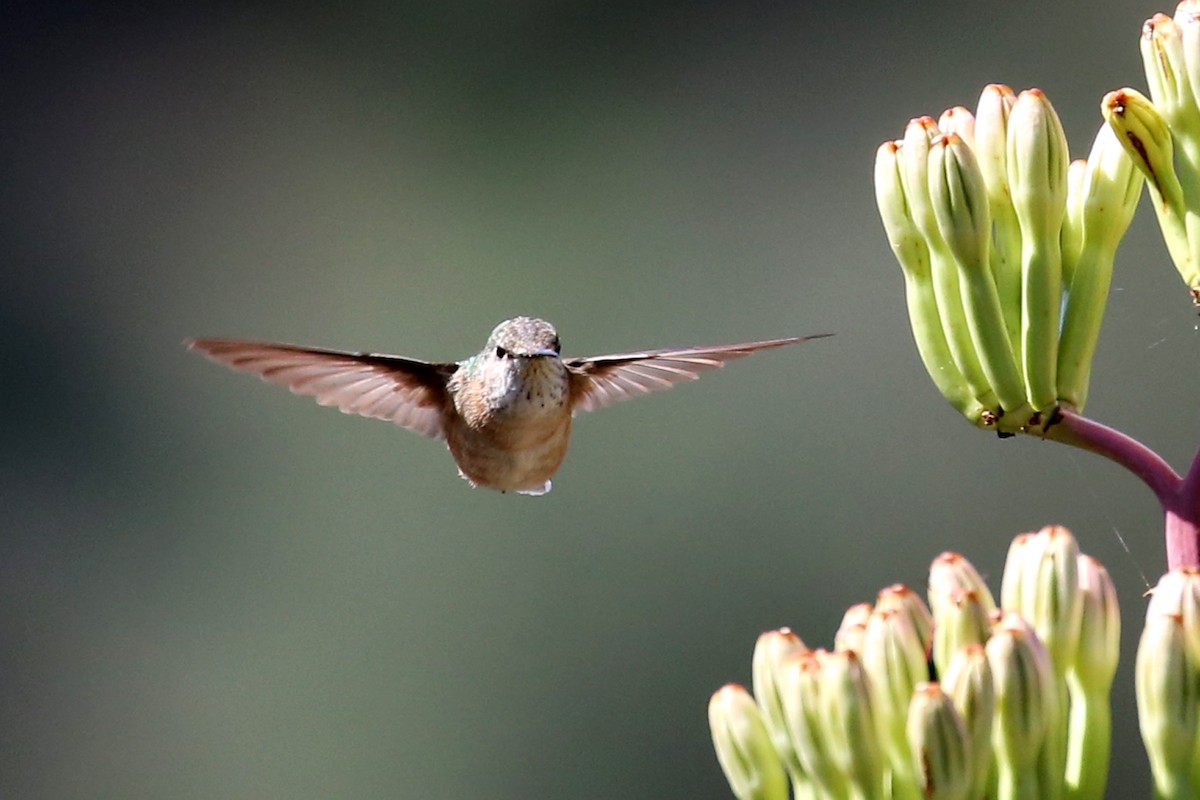 Calliope Hummingbird - ML619721697
