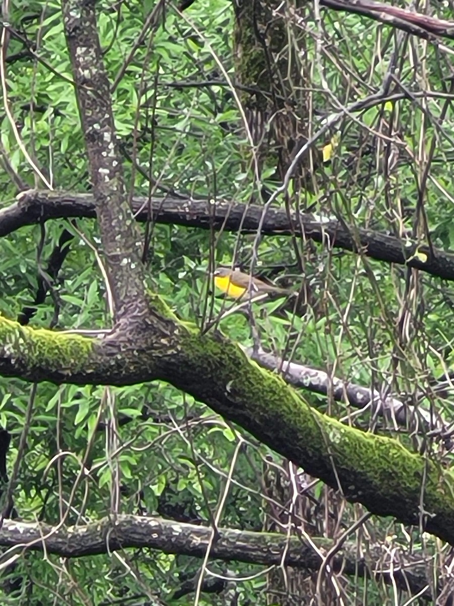 Yellow-breasted Chat - ML619721699
