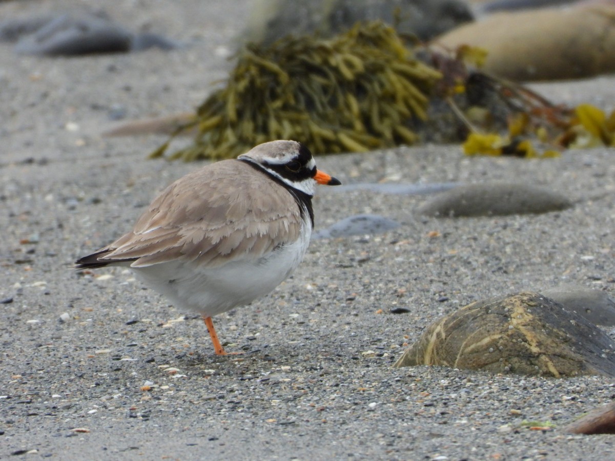 Common Ringed Plover - ML619721717