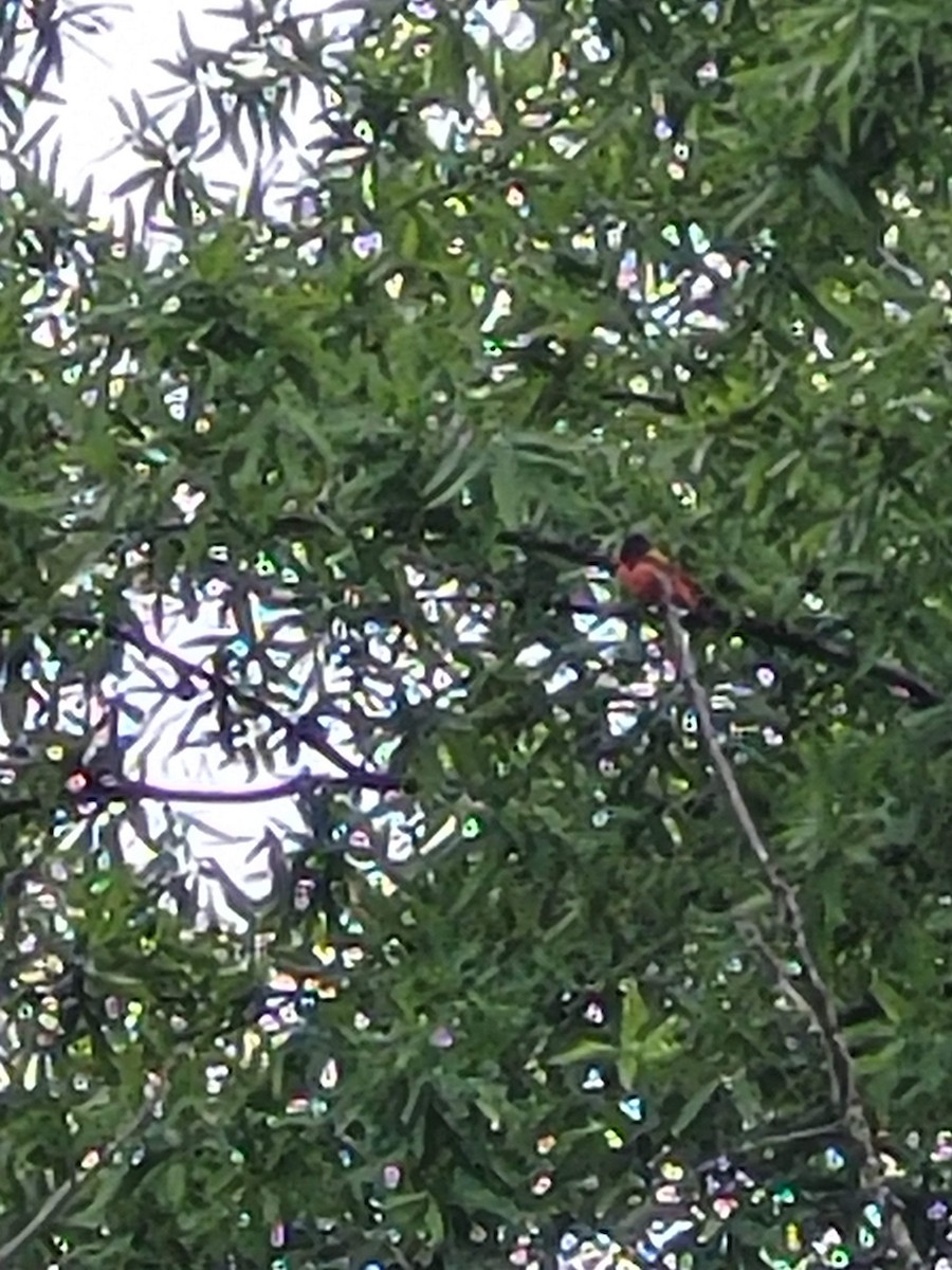 Painted Bunting - ML619721718
