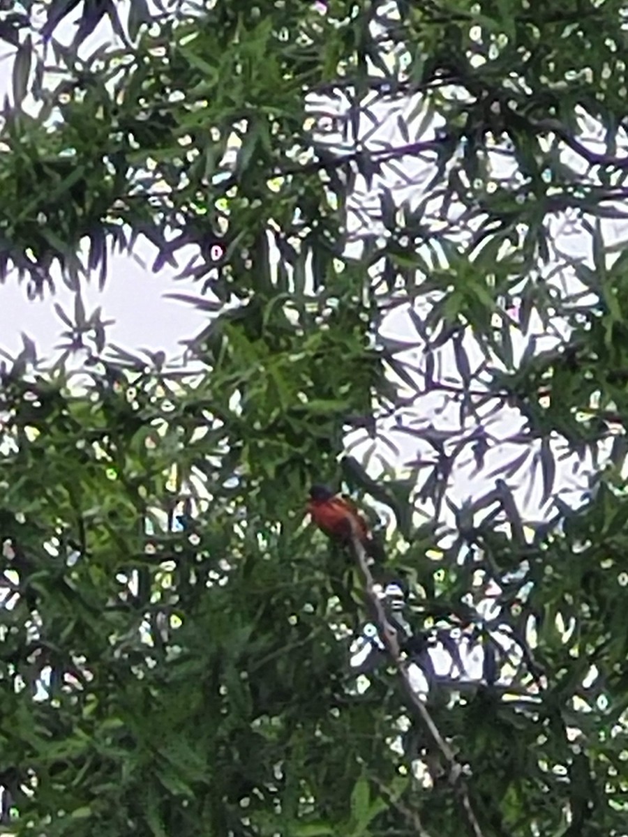 Painted Bunting - ML619721720