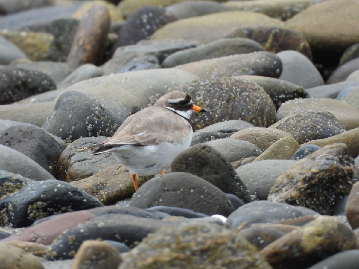 Common Ringed Plover - ML619721721