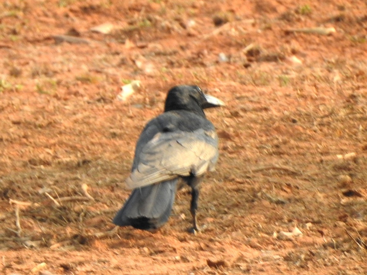 Large-billed Crow - ML619721722