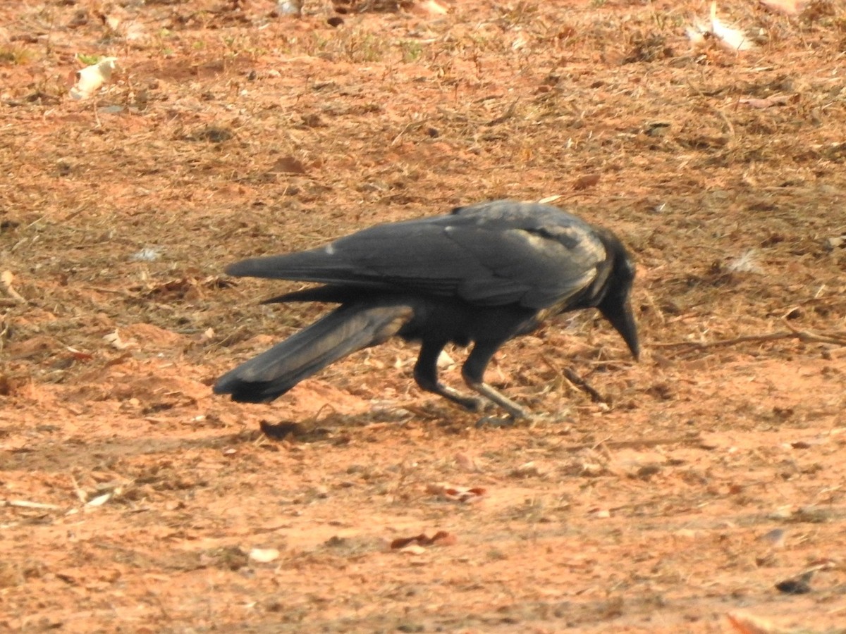 Large-billed Crow - ML619721723