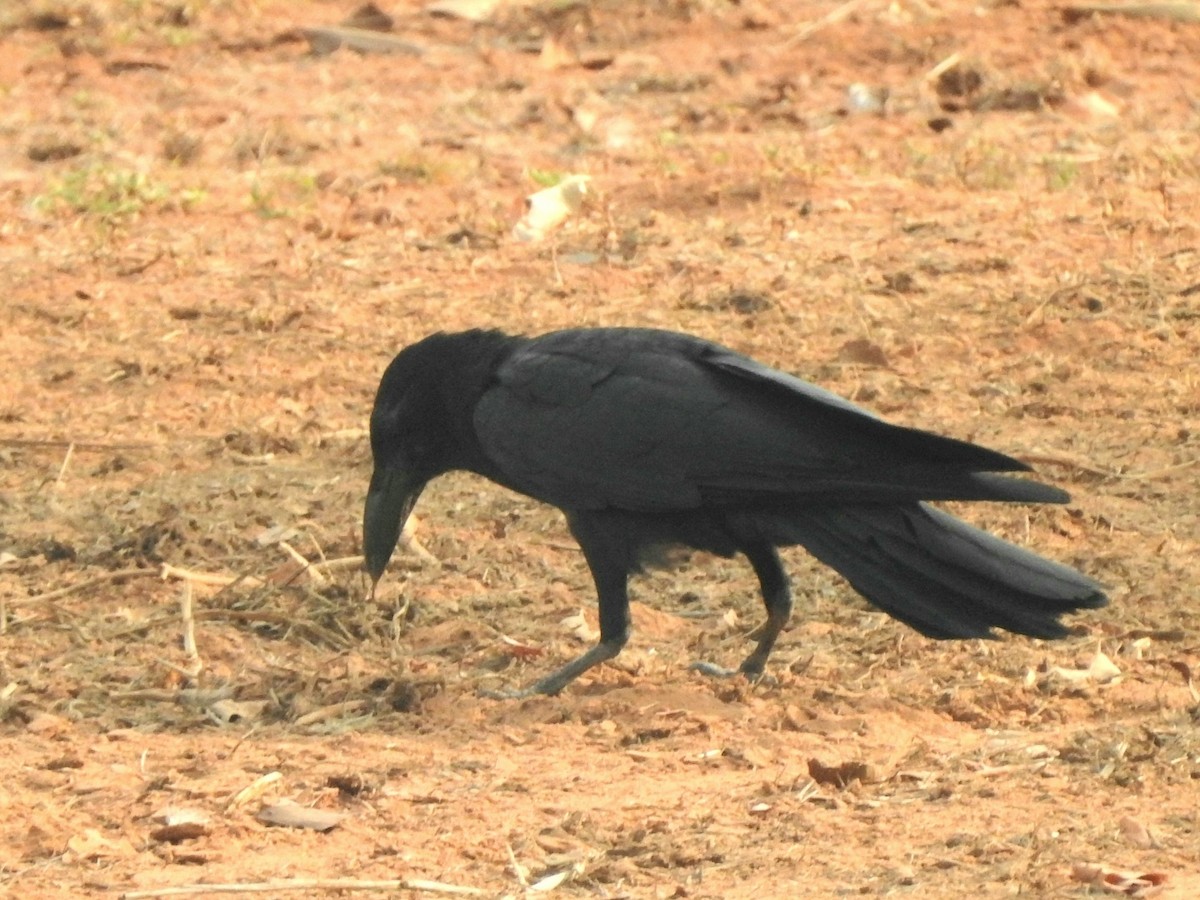 Large-billed Crow - ML619721724