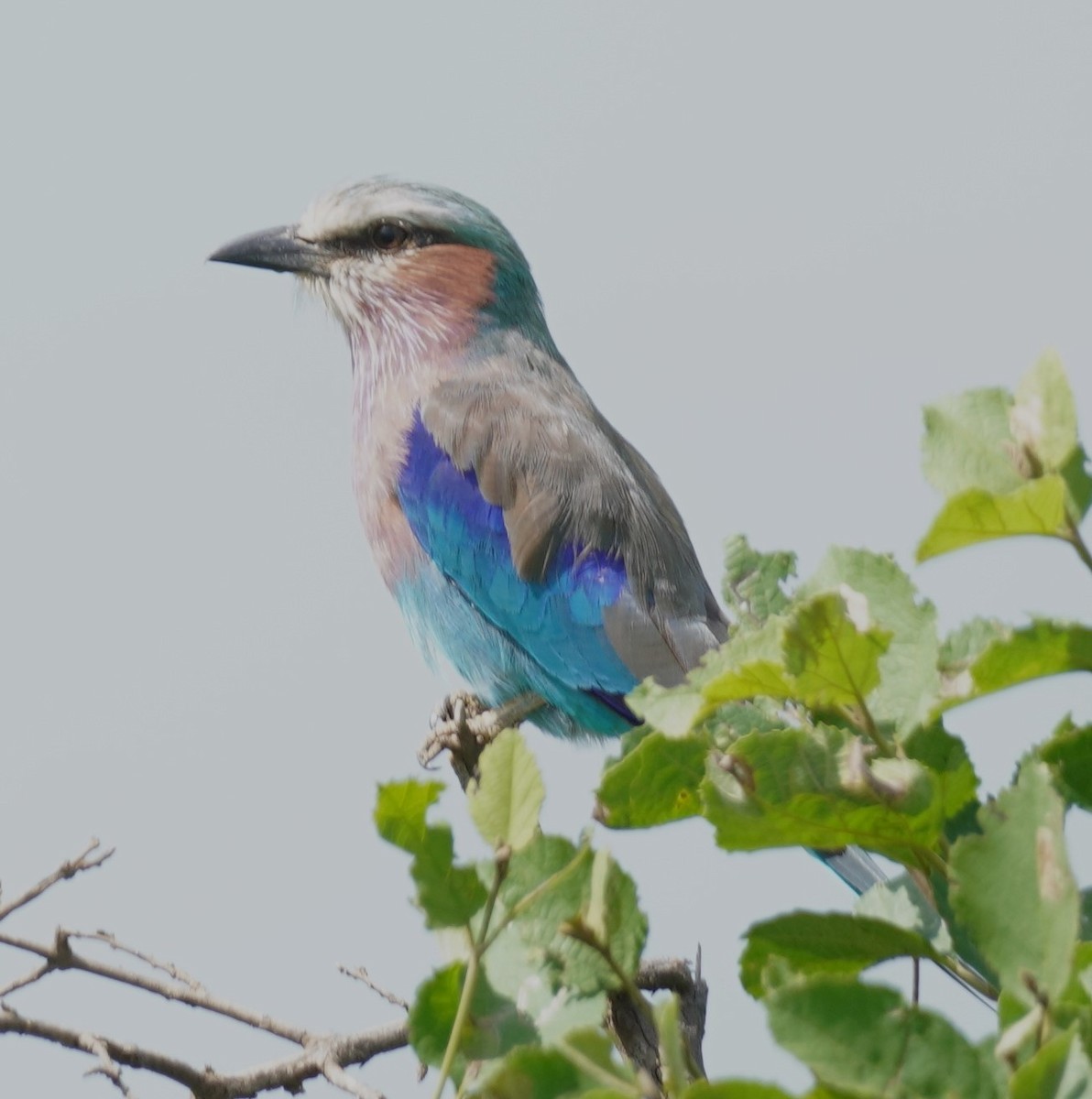 Lilac-breasted Roller - ML619721729