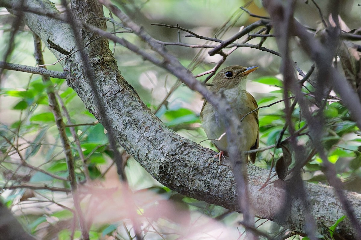 Brown-chested Jungle Flycatcher - ML619721758