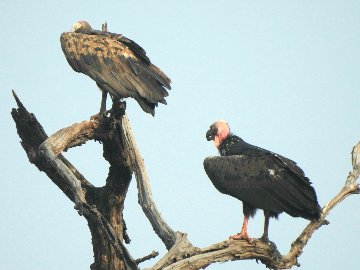 Red-headed Vulture - ML619721819