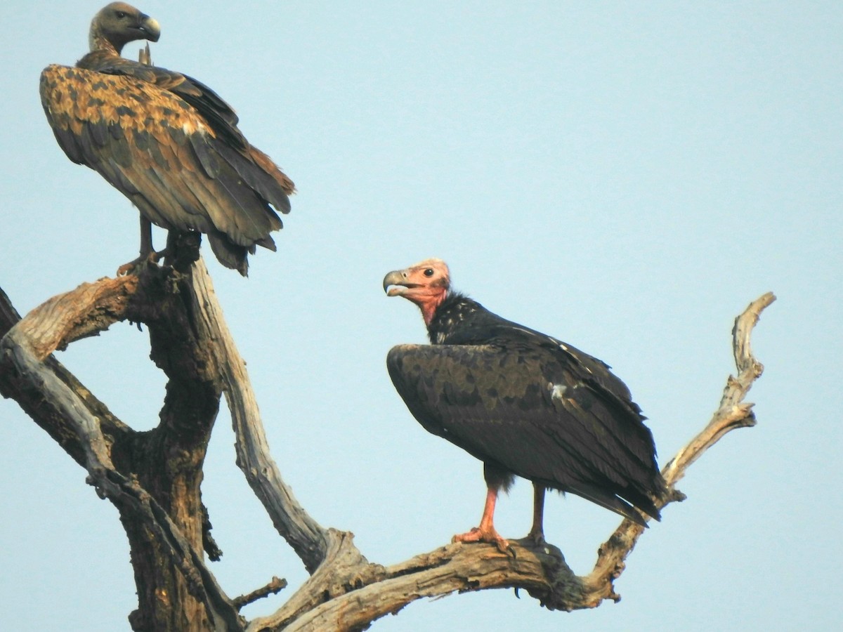 Red-headed Vulture - ML619721821