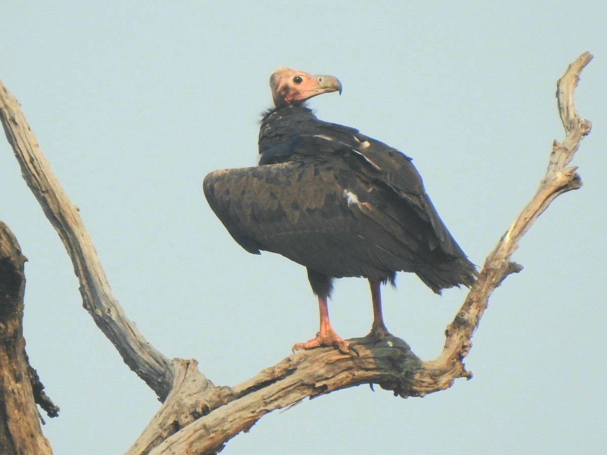 Red-headed Vulture - ML619721822