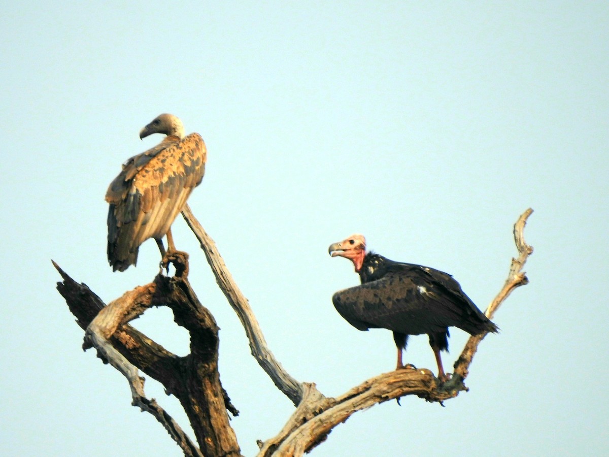 Red-headed Vulture - ML619721823