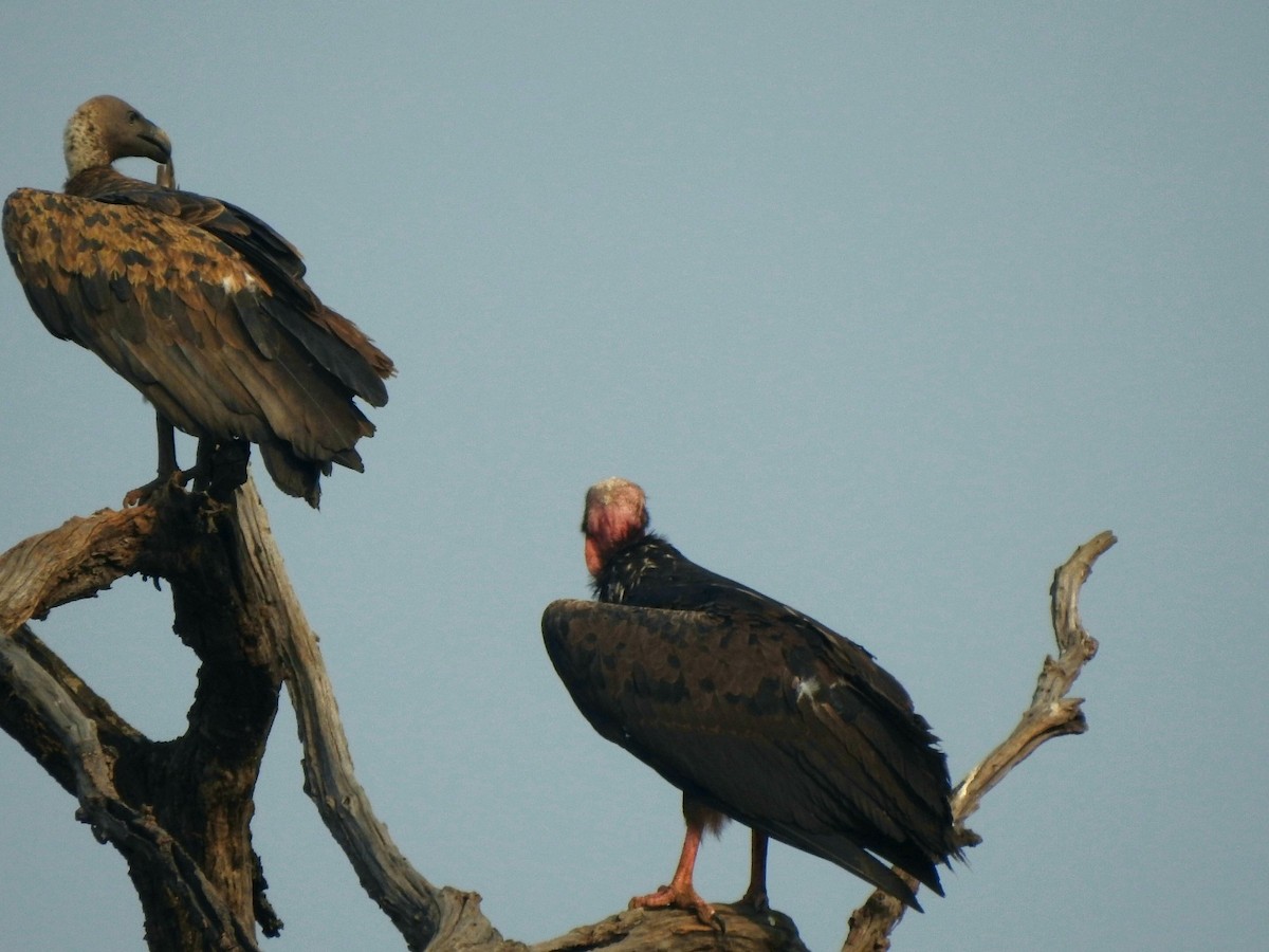 Red-headed Vulture - ML619721824