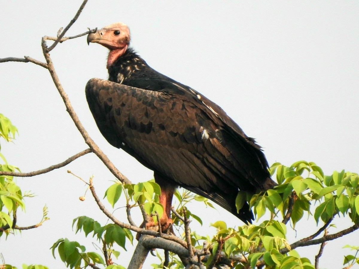 Red-headed Vulture - ML619721825