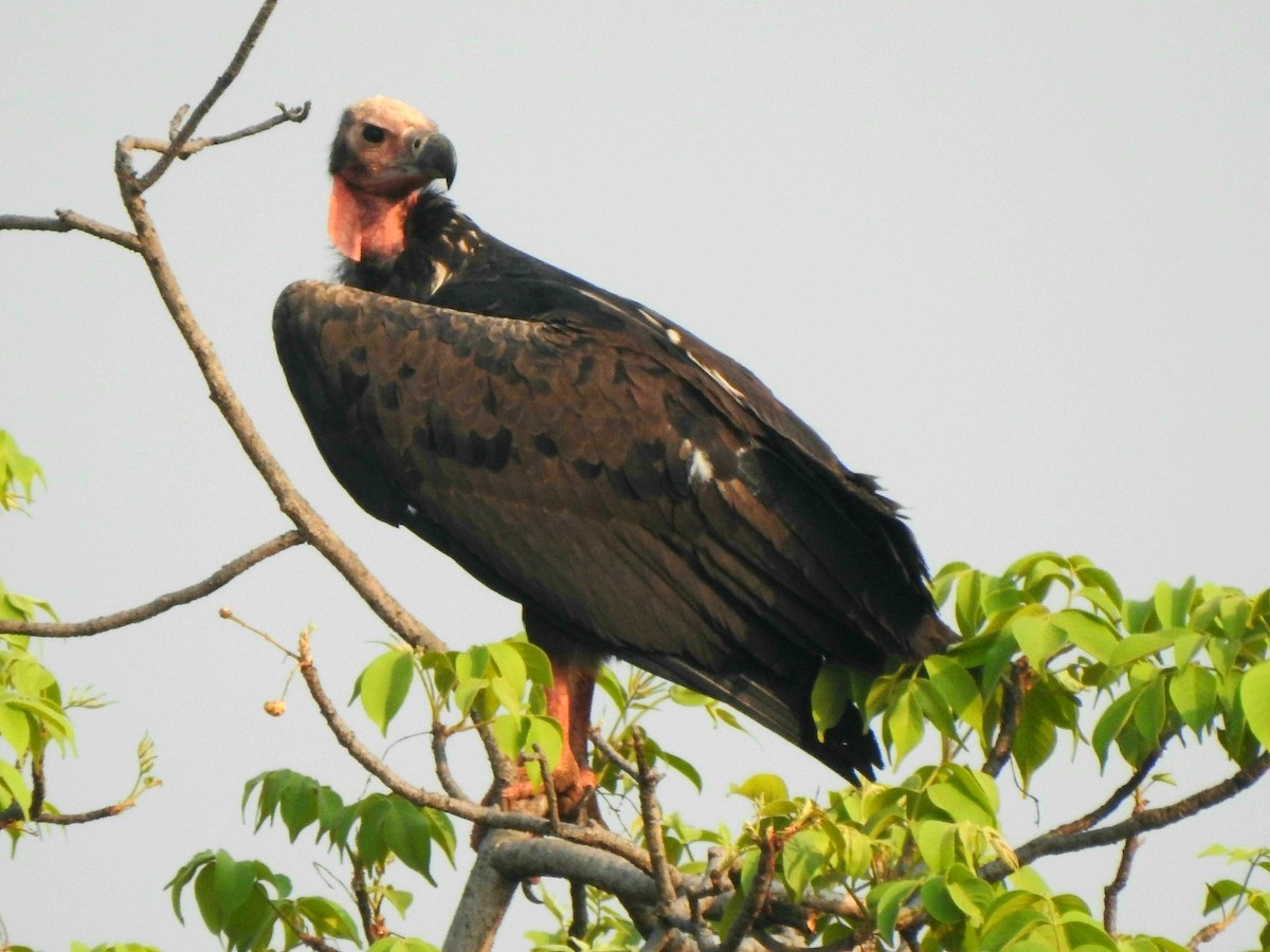 Red-headed Vulture - ML619721826