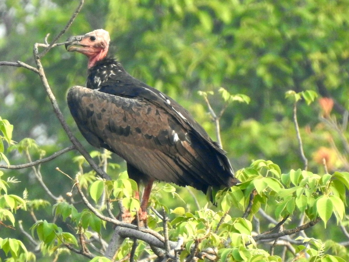 Red-headed Vulture - ML619721829