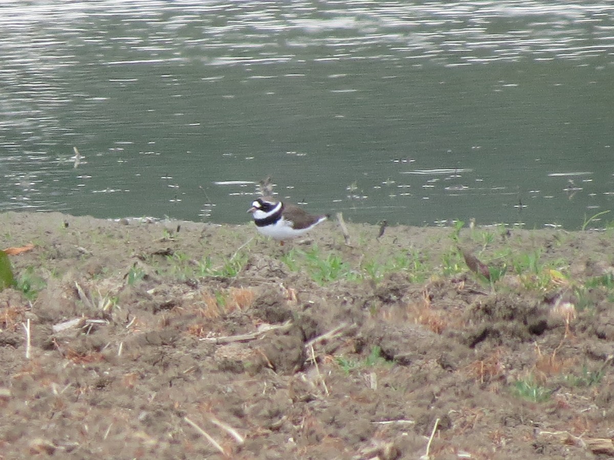Common Ringed Plover - ML619721836