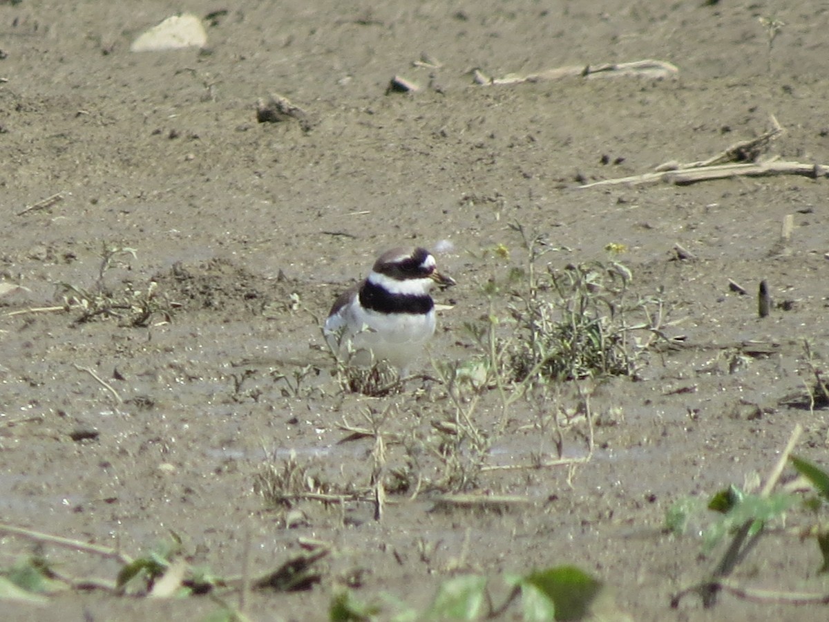 Common Ringed Plover - ML619721840