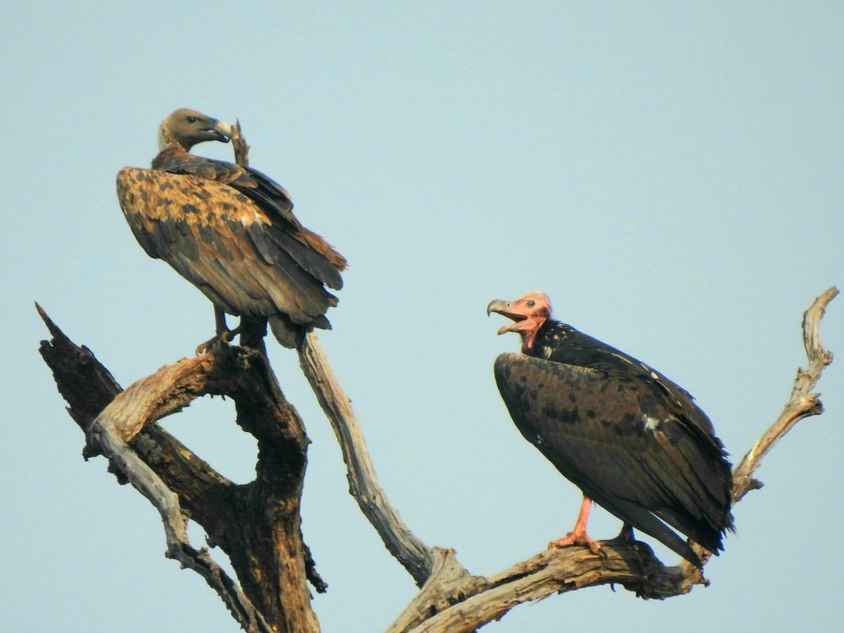 Indian Vulture - ML619721870