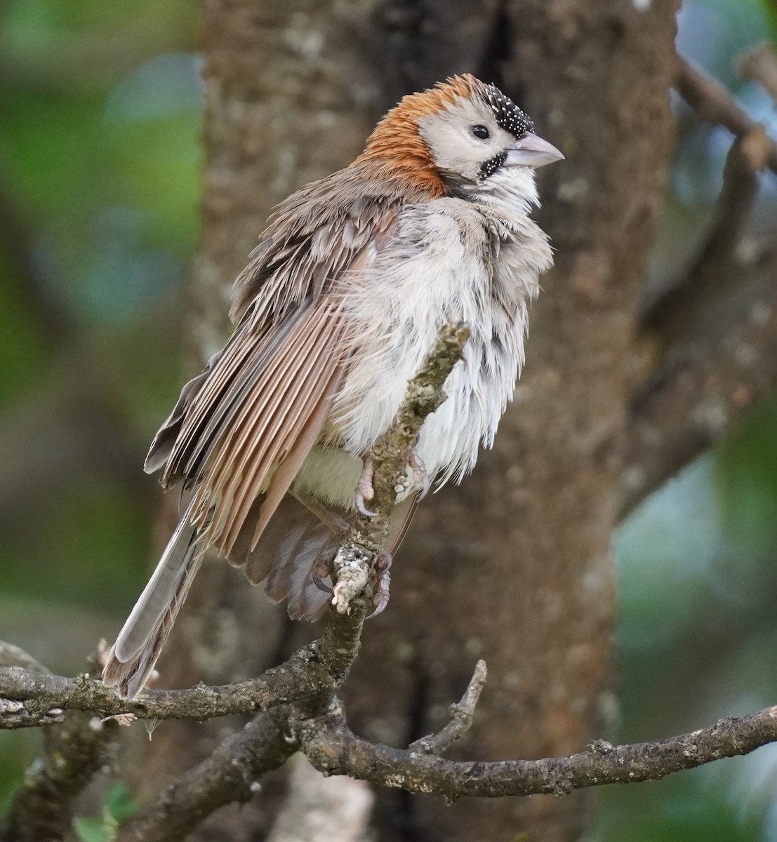 Speckle-fronted Weaver - ML619721930