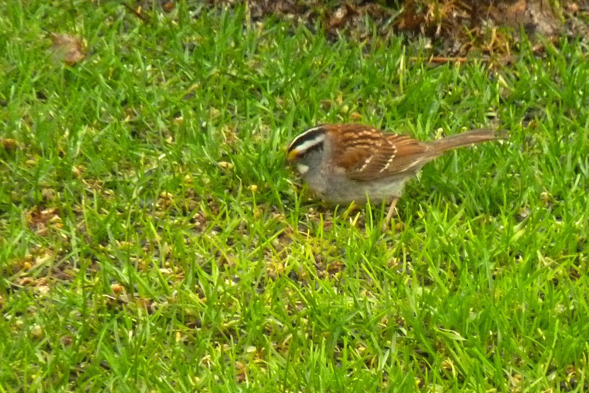 White-throated Sparrow - ML619722005