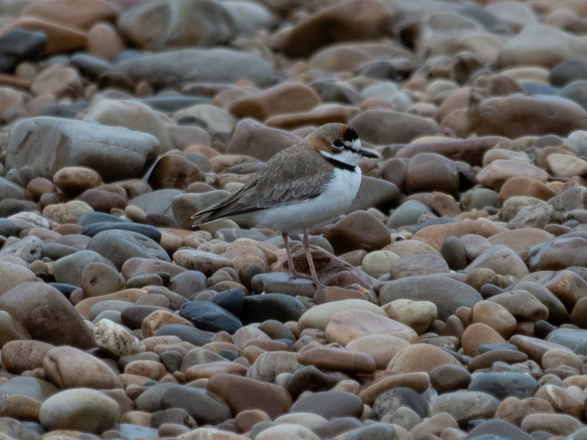 Collared Plover - ML619722050