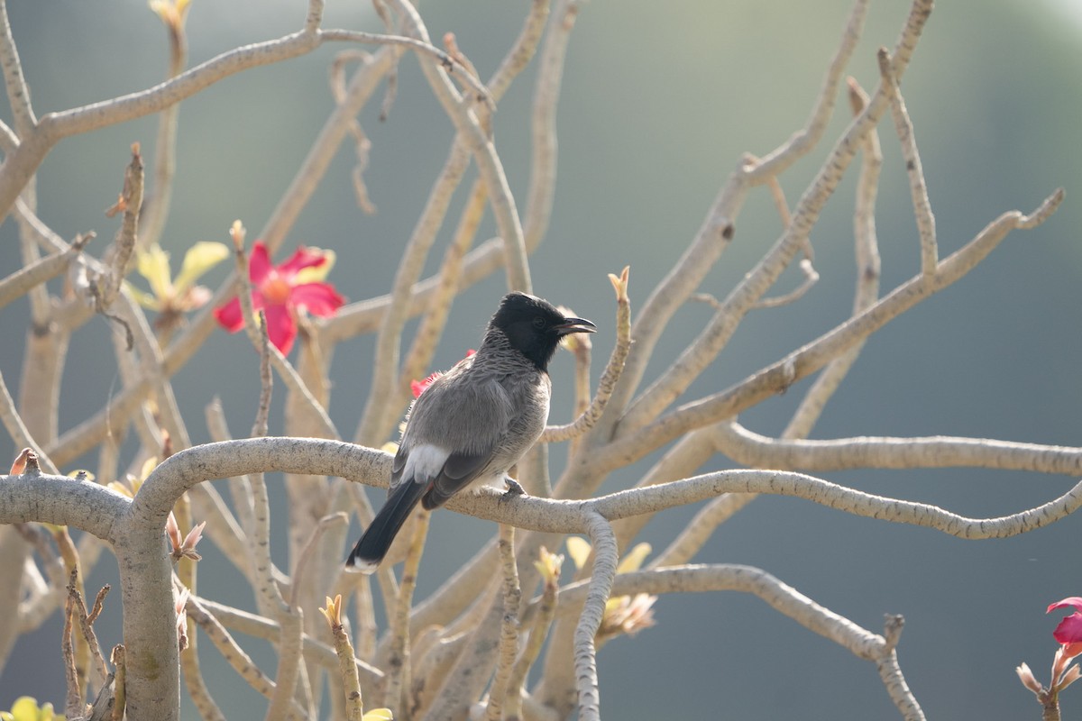 Red-vented Bulbul - ML619722063