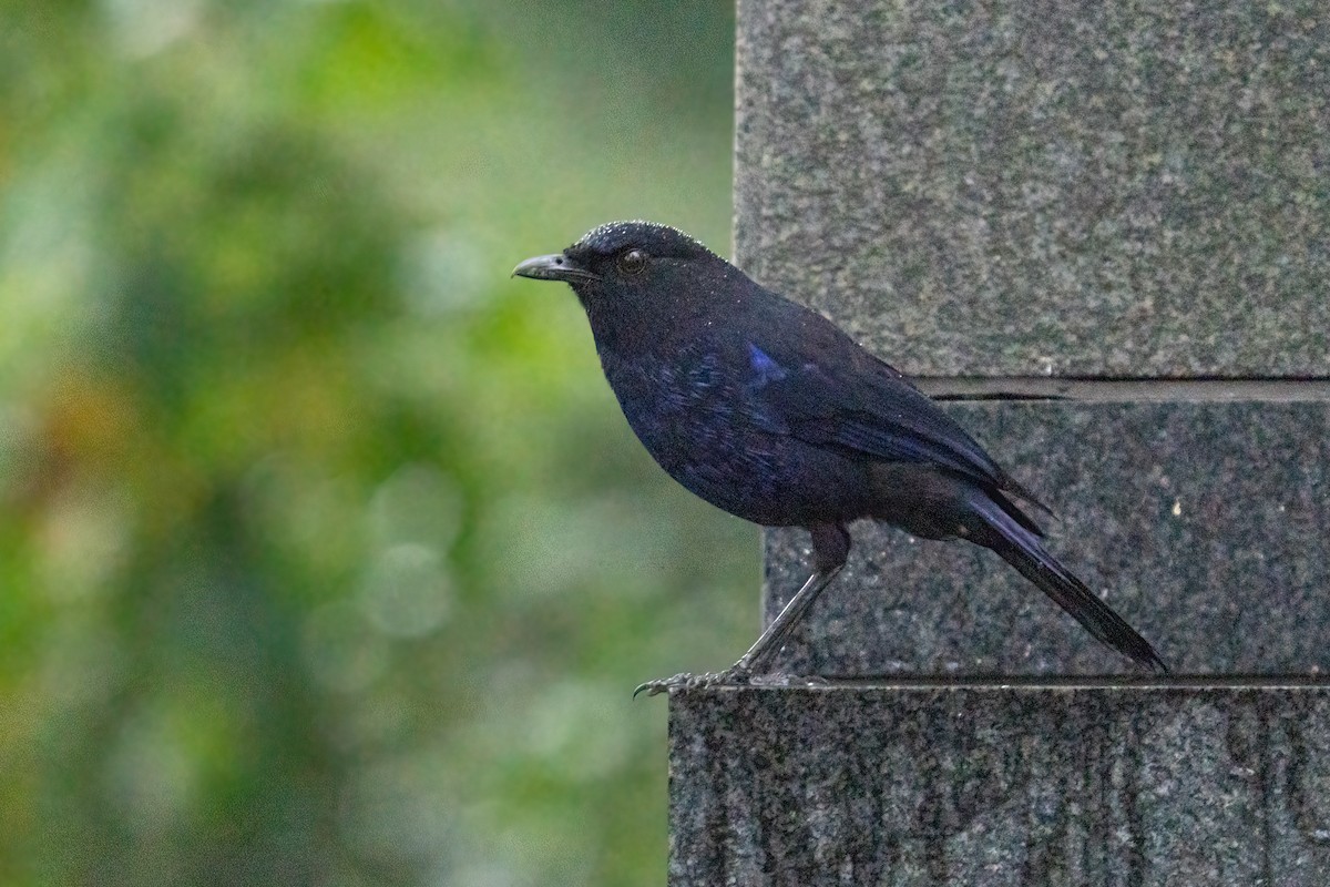 Тайваньская синяя птица - ML619722164