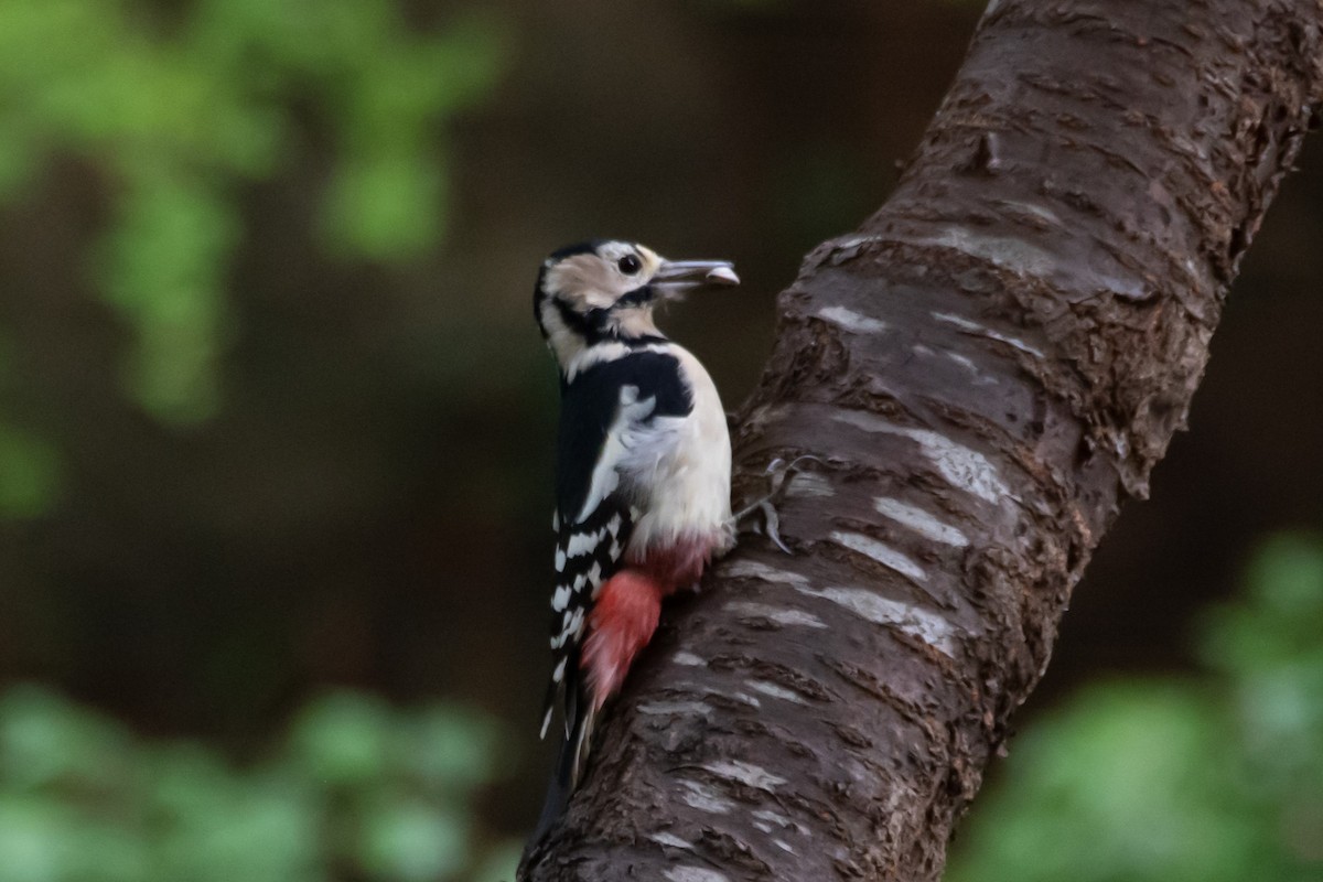 Great Spotted Woodpecker - ML619722193