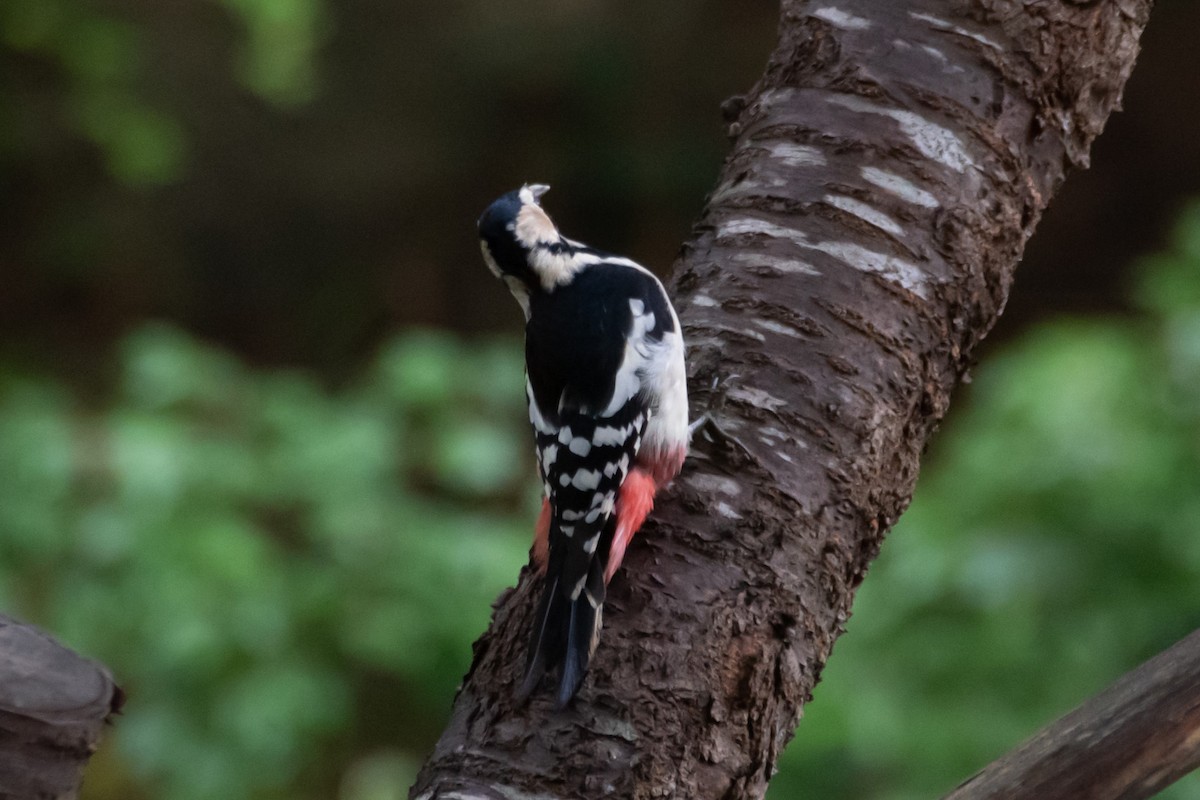 Great Spotted Woodpecker - ML619722194