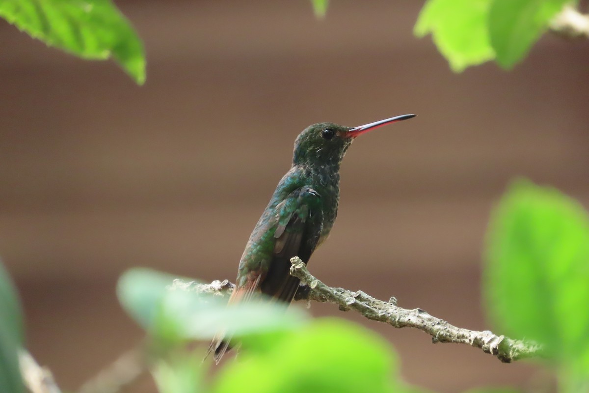 Rufous-tailed Hummingbird - ML619722211