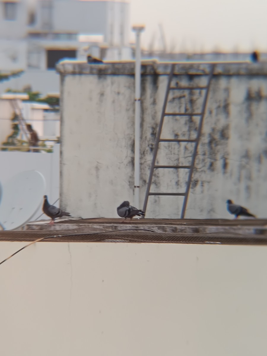 Rock Pigeon (Feral Pigeon) - ML619722213