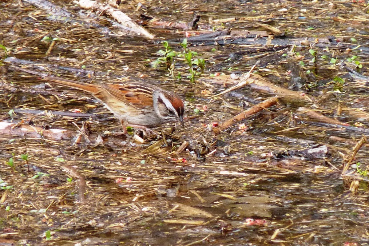 Swamp Sparrow - ML619722322