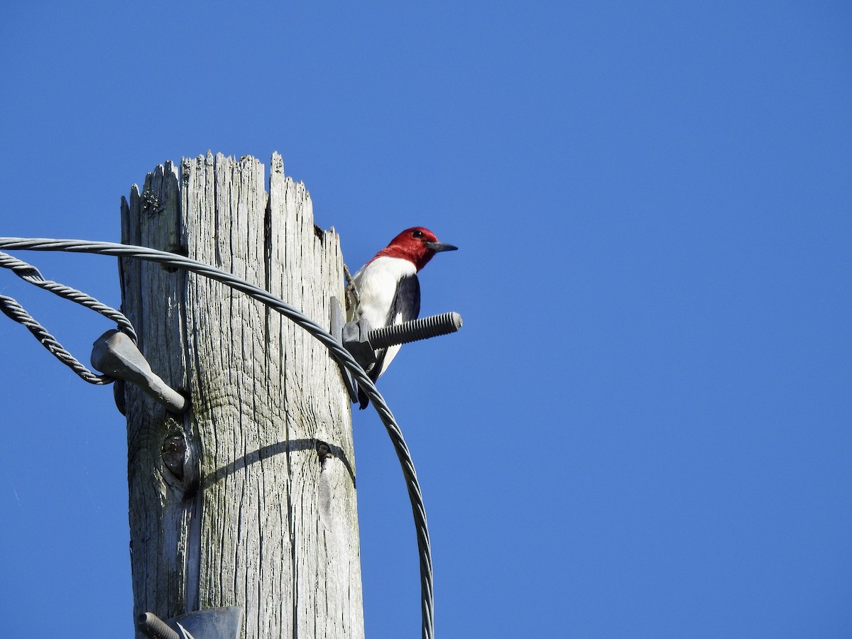 Red-headed Woodpecker - ML619722323