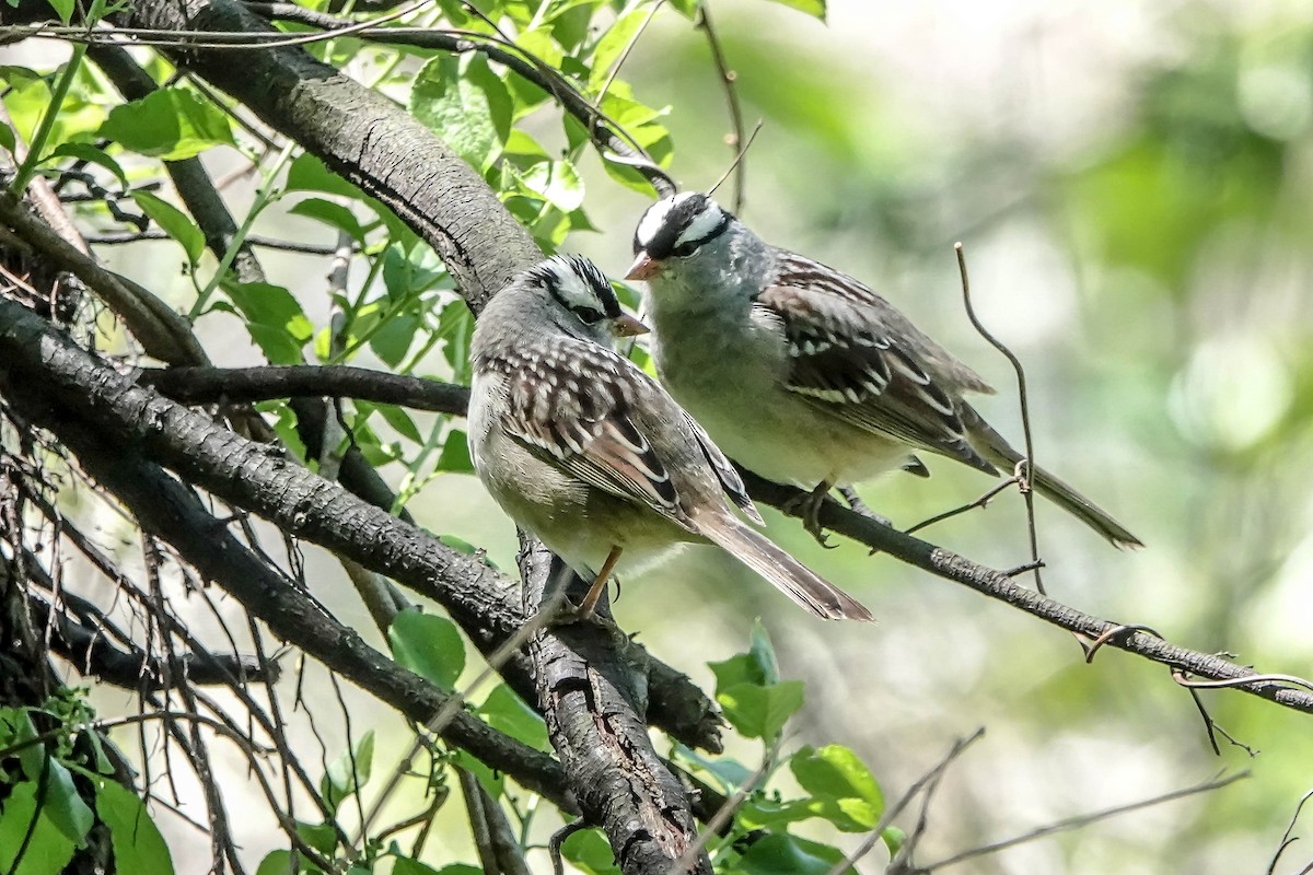 White-crowned Sparrow - ML619722356
