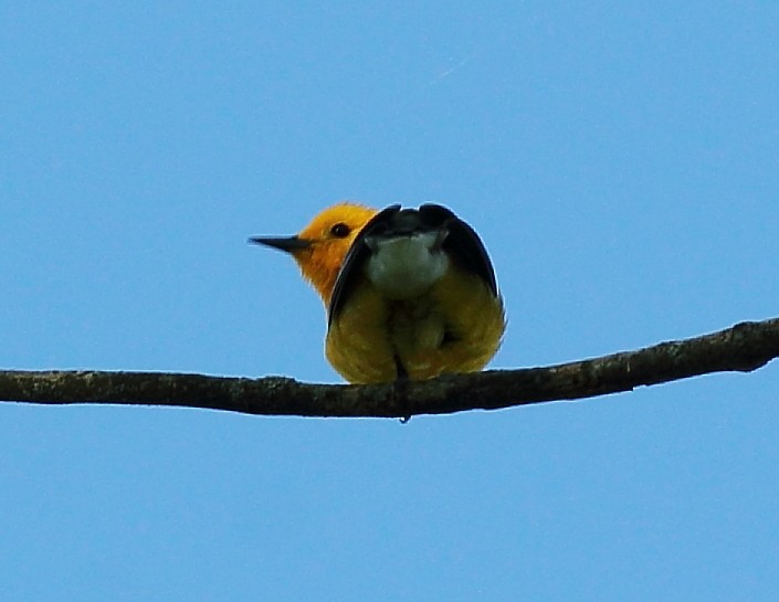 Prothonotary Warbler - ML619722474