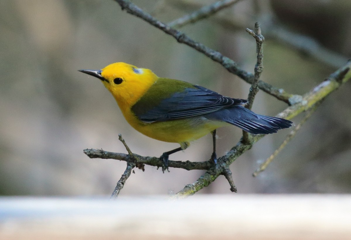 Prothonotary Warbler - ML619722479