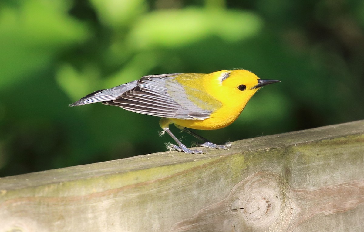 Prothonotary Warbler - ML619722485