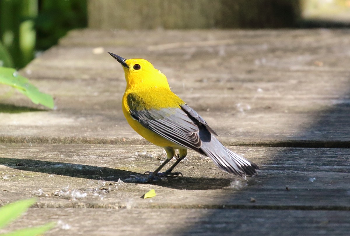 Prothonotary Warbler - ML619722486