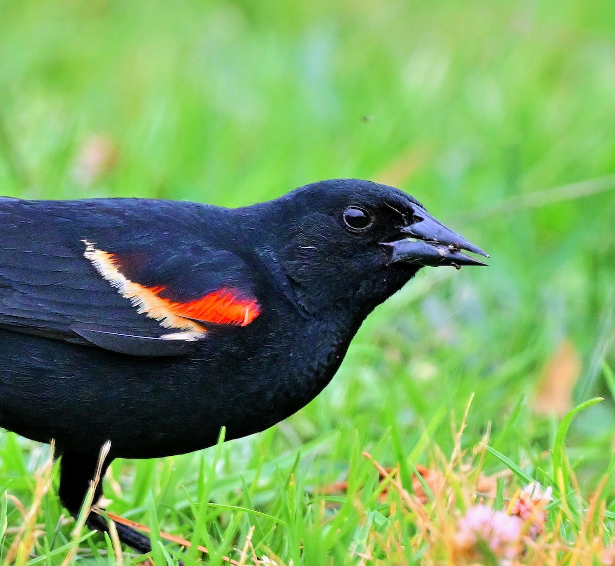 Red-winged Blackbird - ML619722518