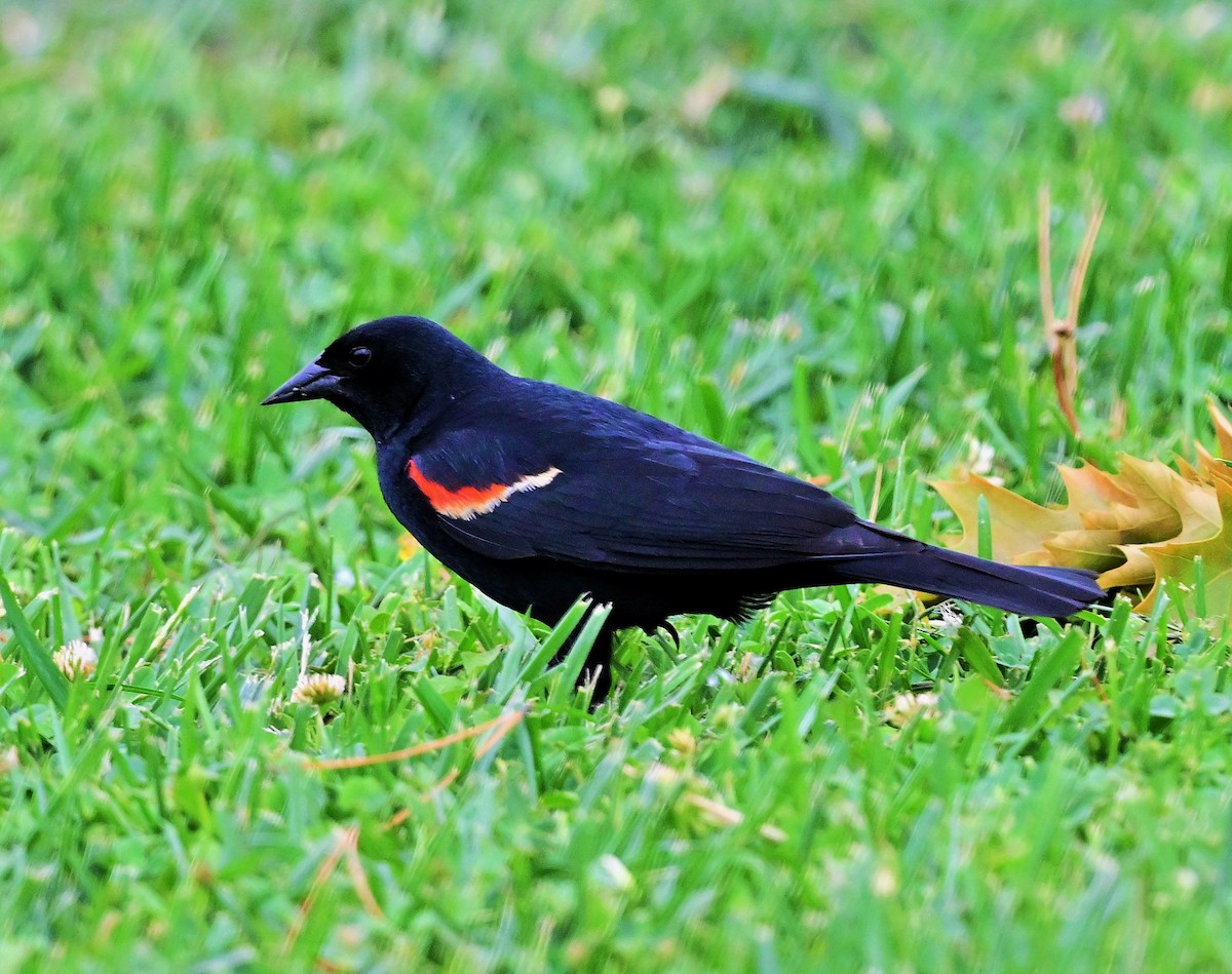 Red-winged Blackbird - ML619722519