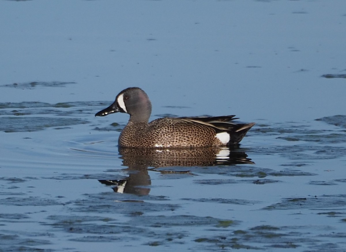 Blue-winged Teal - ML619722538