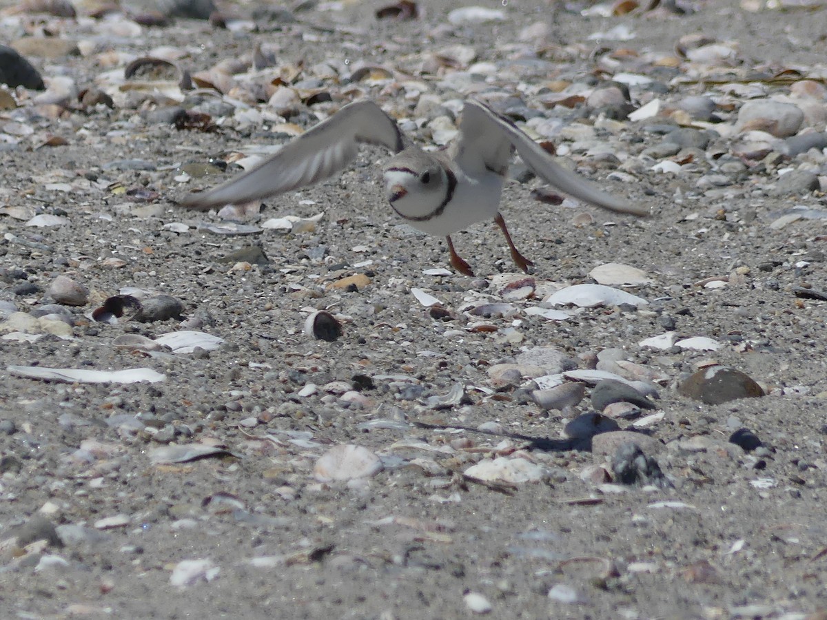 Piping Plover - ML619722562
